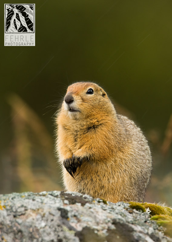 Arctic Ground Squirrel_preview