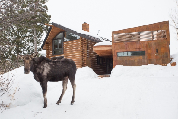 Moose in the driveway
