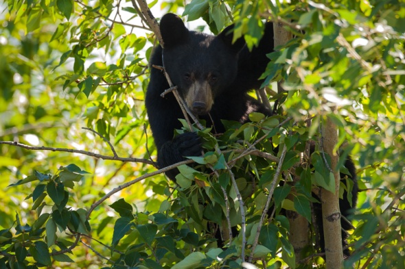 "Treed" Black Bear Cub