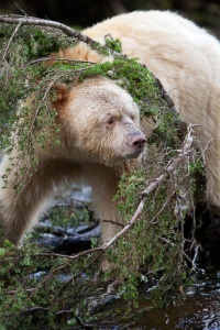 Spirit Bear Peeking through Fallen Tree Branch